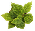 Moon Valley Pilea